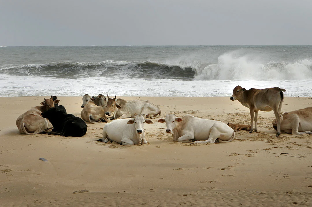 Cows resting on a quiet beach beside the breaking surf.